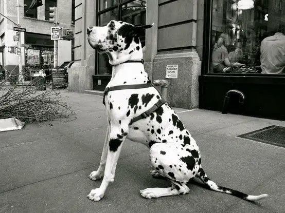 Great Dane with black and white Harlequin coat pattern sitting on the pavement