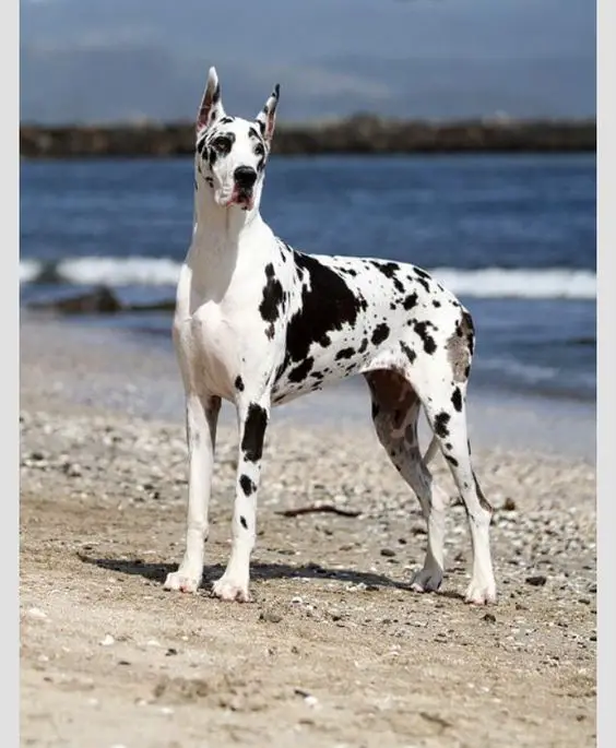 Great Dane in black and white Harlequin coat pattern by the seashore