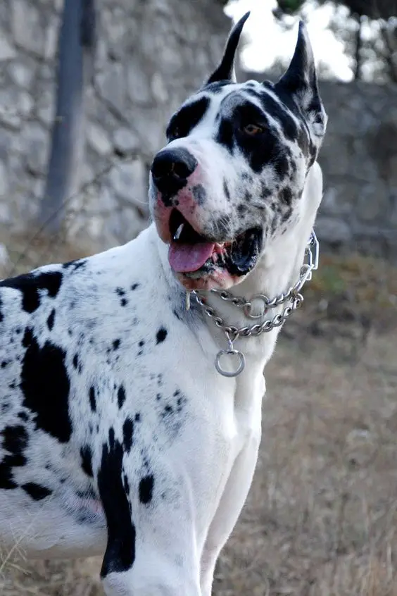 Great Dane with black and white Harlequin coat pattern in the forest