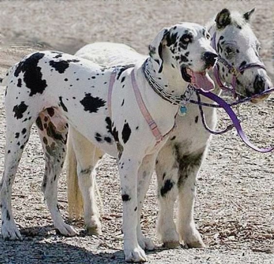 Great Dane with black and white Harlequin coat pattern puppy standing beside a donky