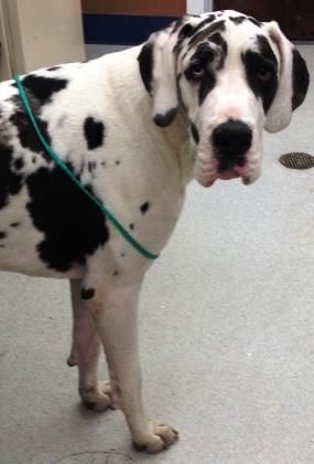 Great Dane with black and white Harlequin coat pattern