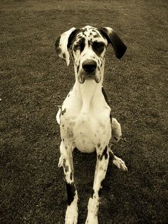 Great Dane with black and white Harlequin coat pattern sitting on the green grass