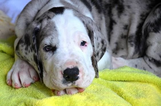 Great Dane with black and white Harlequin coat pattern puppy lying down on the bed