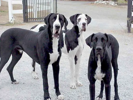 mantle black and white coat pattern Great Dane outdoors waiting