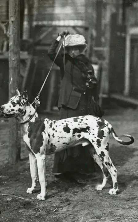 Great Dane in black and white Harlequin coat pattern on a leash being held by a lady