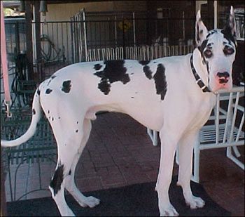 Great Dane with black and white Harlequin coat pattern