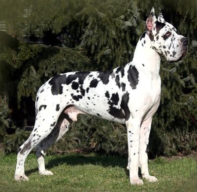 Great Dane in black and white Harlequin coat pattern in the garden