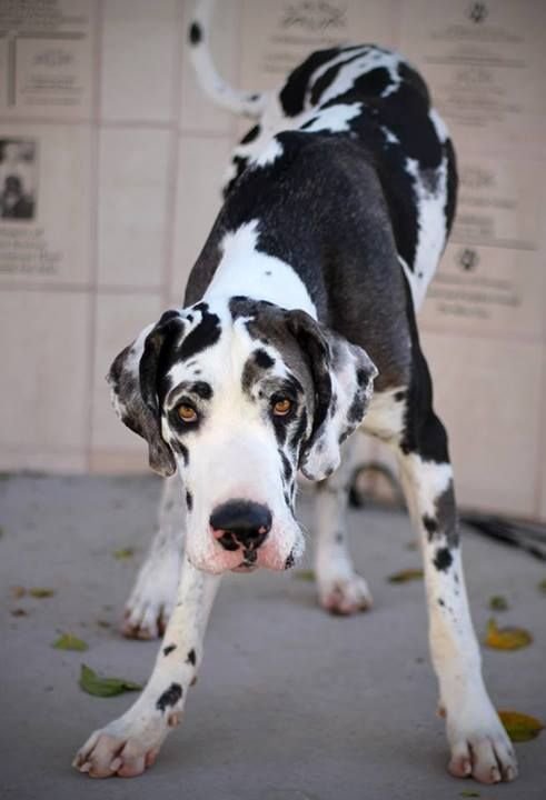 Great Dane in black and white Harlequin coat pattern, crouching forward