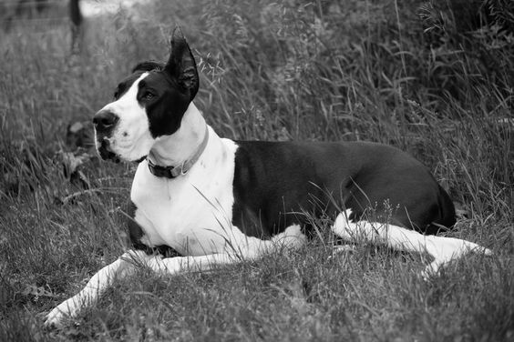 Great Dane with black and white Mantle coat pattern lying down on the green grass