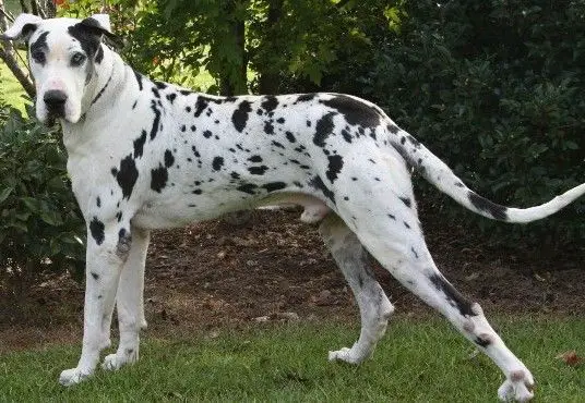 Great Dane with black and white Harlequin coat pattern walking in the garden