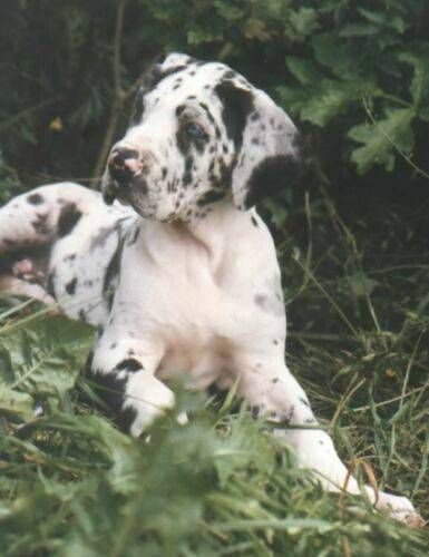 Great Dane in Harlequin black and white coat pattern lying on the green grass