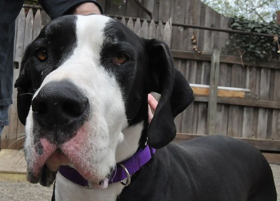 Great Dane with mantle black and white coat pattern