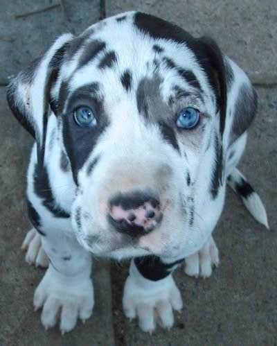 Great Dane puppy with black and white Harlequin coat patter sitting on the pavement