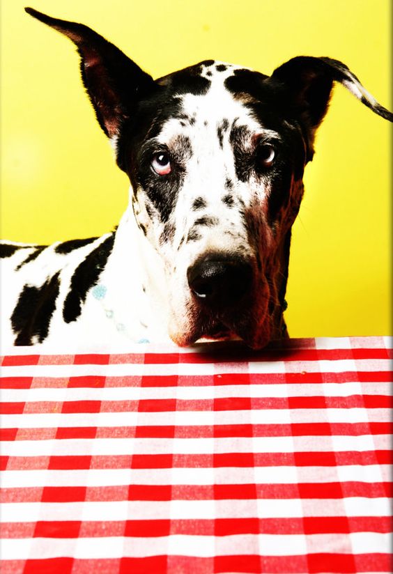 Great Dane with black and white Harlequin coat pattern across the table