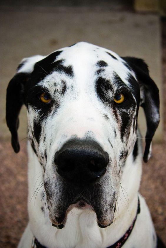 staring Great Dane with black and white Harlequin coat pattern with orange eyes