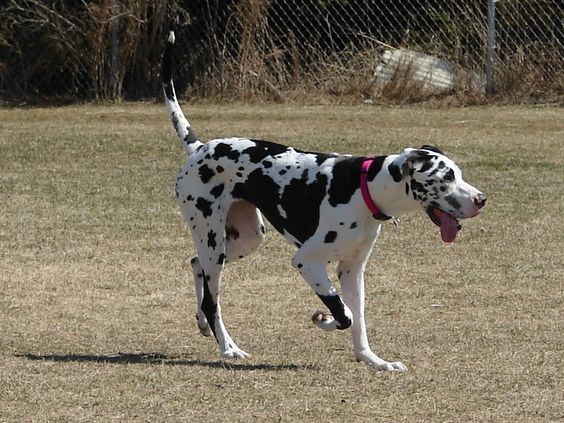 Great Dane with black and white Harlequin coat pattern walking in the lawn 