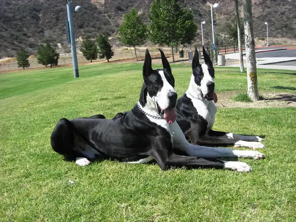 two Great Danes with black and white Mantle coat pattern lying down on the green grass