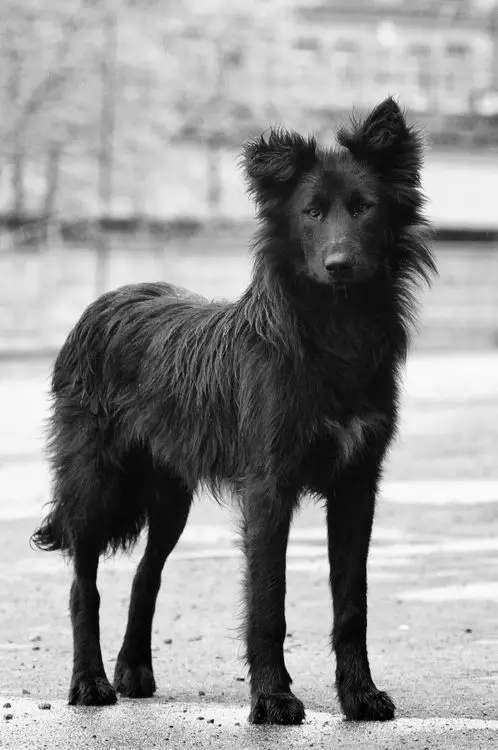A Black Border Collie standing on the pavement
