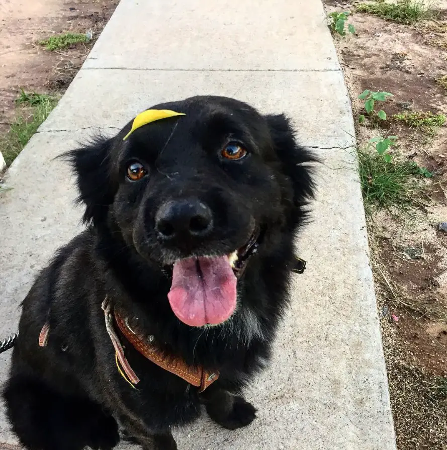 A Black Border Collie sitting on the pavement pathway while smiling with its tongue out