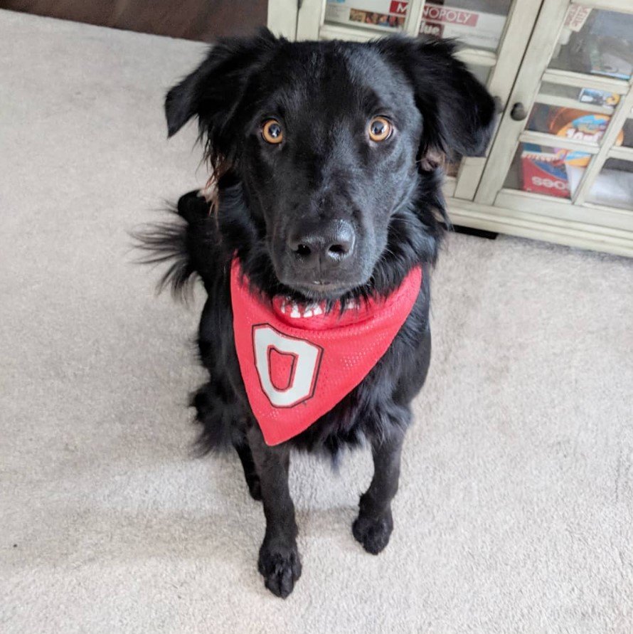 A Black Border Collie wearing a red scarf while sitting on the floor while staring with its wide eyes