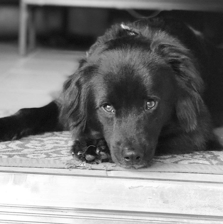 A Black Border Collie lying on the carpet with its face on top of its paw