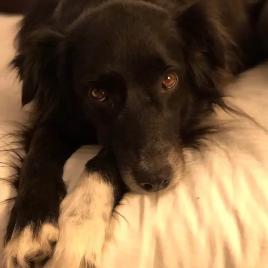 A Black Border Collie lying on the bed