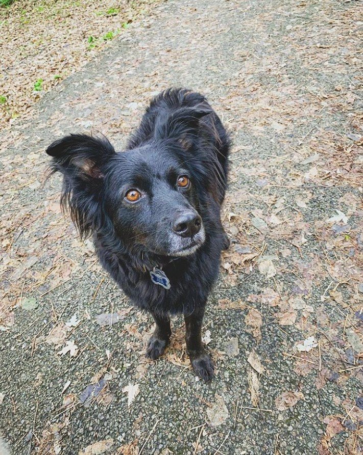 A Black Border Collie standing on the ground