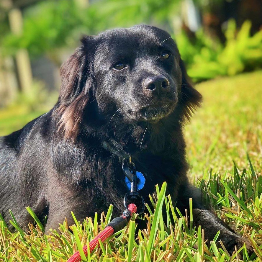 A Black Border Collie lying on the grass at the park