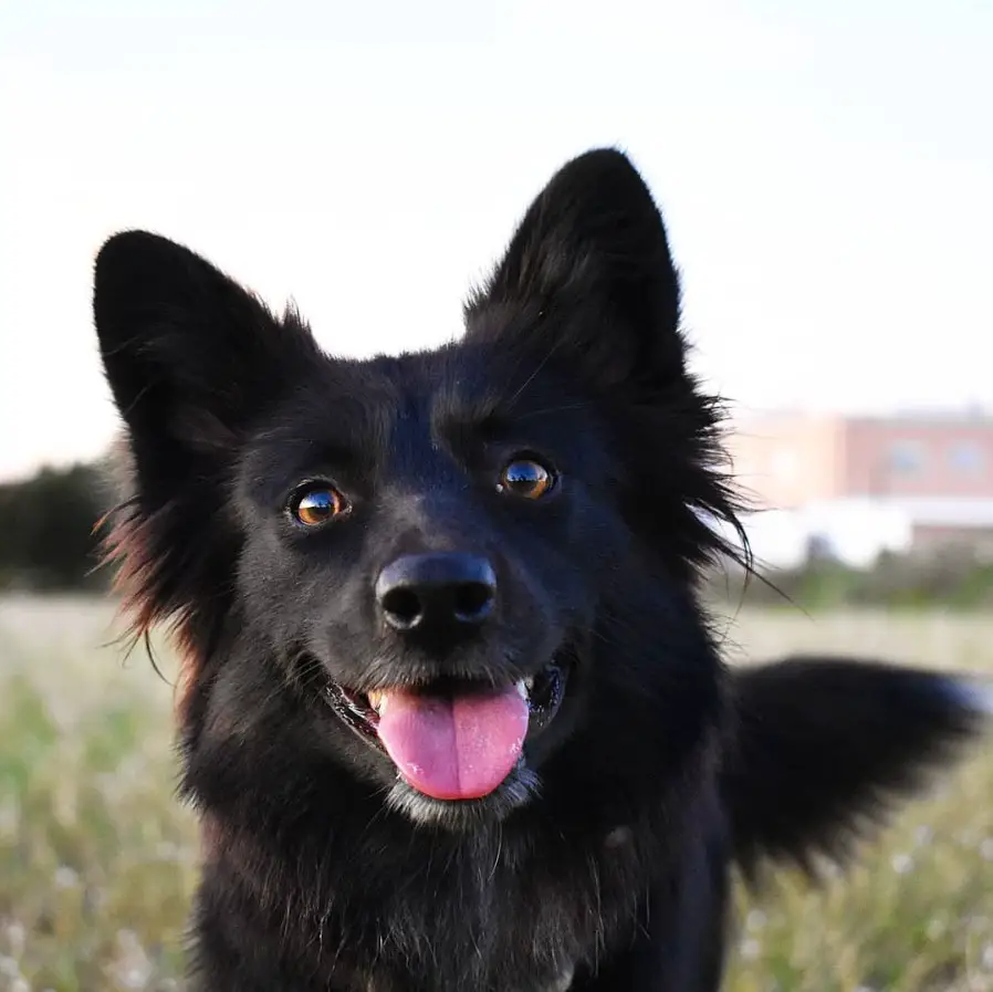 A happy Black Border Collie at the park
