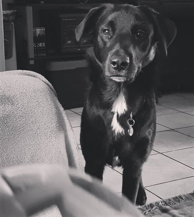 A Black Border Collie standing on the floor
