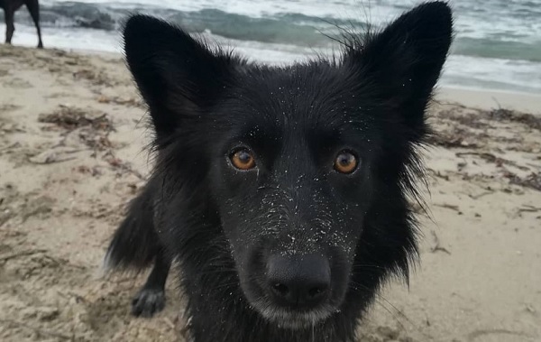 all black border collie puppy