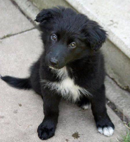 A Black Border Collie sitting on the pavement with its adorable face