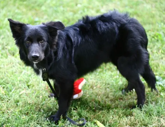 A Black Border Collie standing on the grass with its curious face