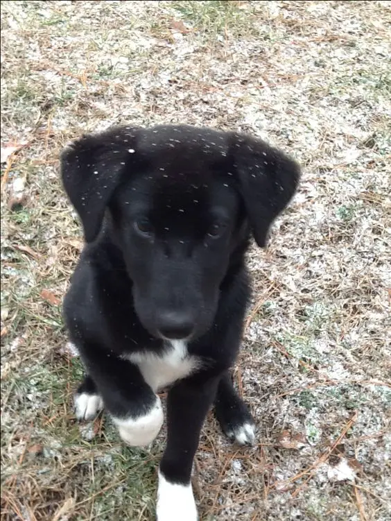 A Black Border Collie puppy sitting on the ground with its sad face