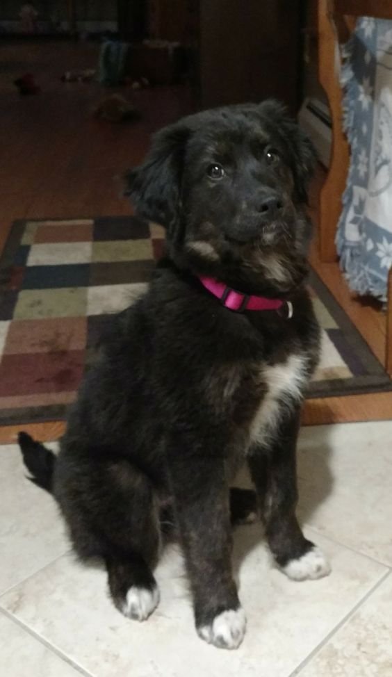 A Black Border Collie sitting on the floor