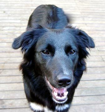A Black Border Collie standing on the wooden floor while smiling