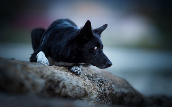 A Black Border Collie lying on top of the laid tree trunk in the forest wile staring sideways