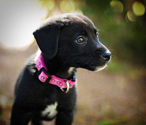 A Black Border Collie puppy wearing a pink collar