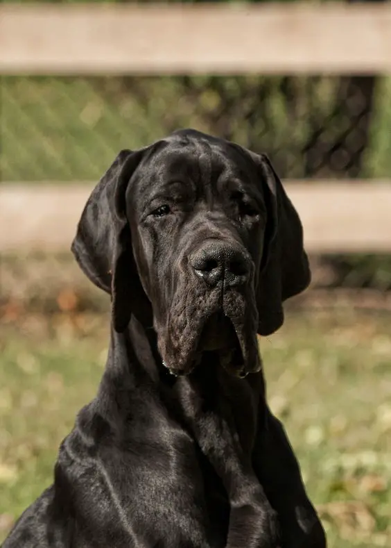 Black Great Dane dog at the park