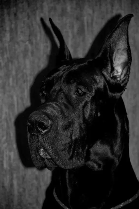 sad face of a Black Great Dane dog