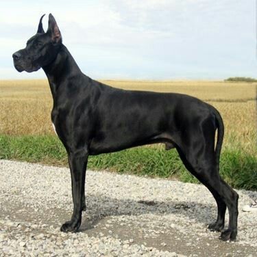 Black Great Dane on the road