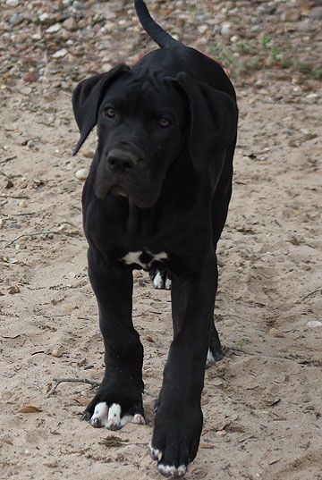 Black Great Dane puppy taking a walk