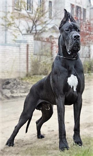Black Great Dane taking a walk at the park