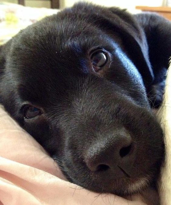 Labrador with its adorable face on the bed