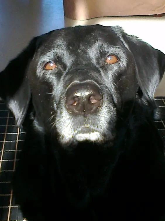 A Labrador sitting on the floor with sunlight on its face