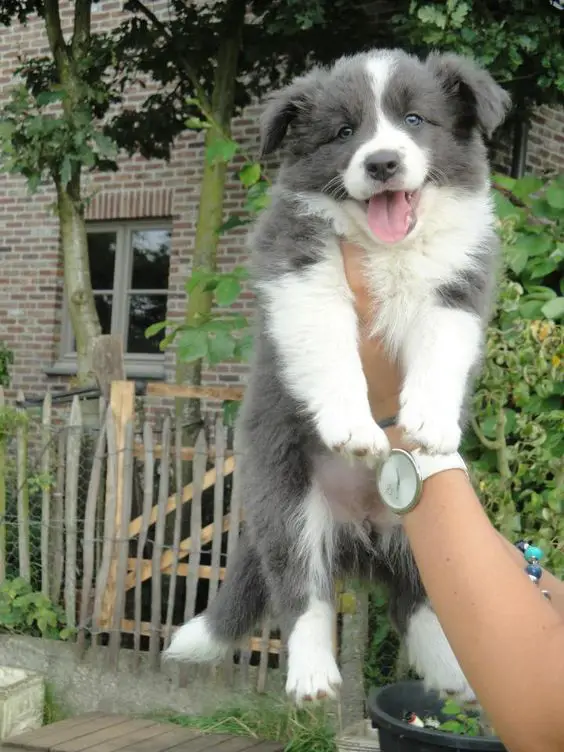 carrying a smiling Blue Border Collie puppy
