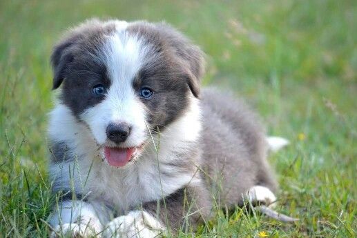 Blue Border Collie puppy lying on the grass with its tongue sticking out