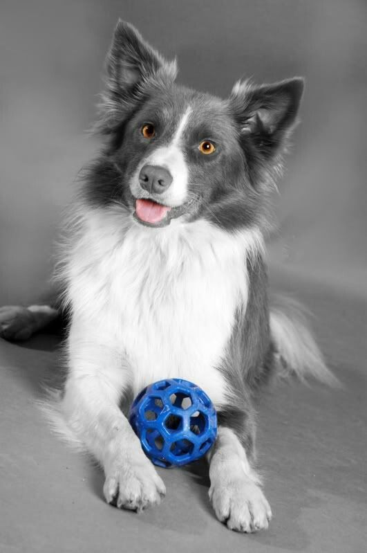 Blue Border Collie dog lying on the floor with a blue chew toy