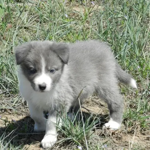 Blue Border Collie puppy taking a walk outdoors