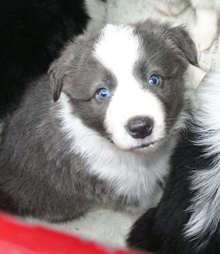 Blue Border Collie puppy